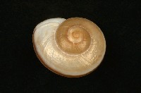 藏品(鼈甲蝸牛)的圖片